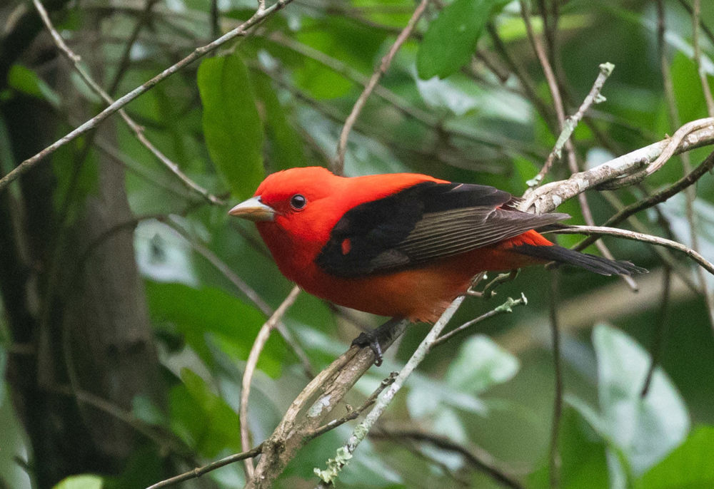 Scarlet Tanager © Erik Bruhnke